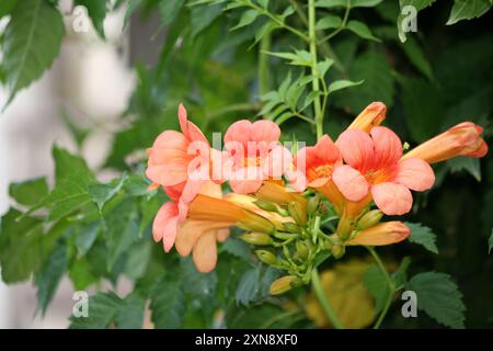 Rötlich-orangene Trompete Weinblumen (Campsis radicans), die von der Pflanze hängen : (Pixel Sanjiv Shukla) Stockfoto