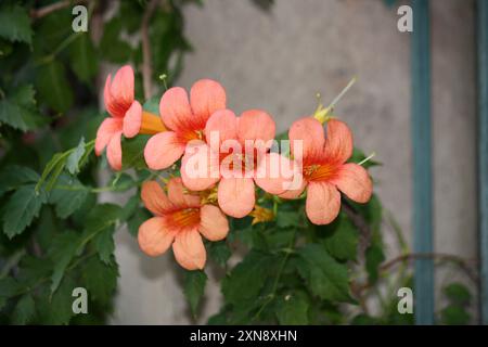 Rötlich-orangene Trompete Weinblumen (Campsis radicans), die von der Pflanze hängen : (Pixel Sanjiv Shukla) Stockfoto