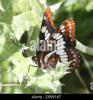 Lorquins Admiral (Limenitis lorquini) Insecta Stockfoto