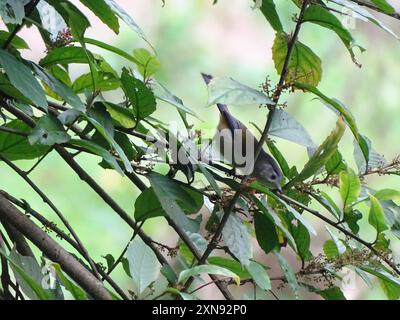 Blauflügelige Minla (Actinodura cyanouroptera) Aves Stockfoto