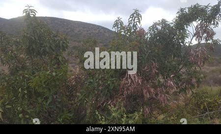 laurel Sumac (Malosma laurina) Plantae Stockfoto