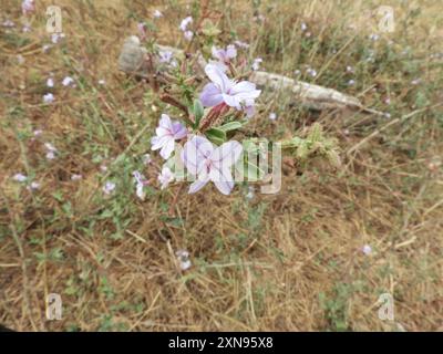 Gemein Bleikraut (Plumbago europaea) Plantae Stockfoto