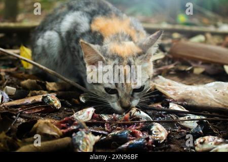 Hungrige streunende Katze, die Fischköpfe isst, bleibt auf dem Boden Stockfoto