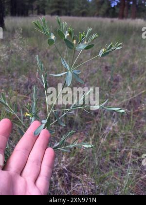 Bergsporne (Euphorbia chamaesula) Plantae Stockfoto