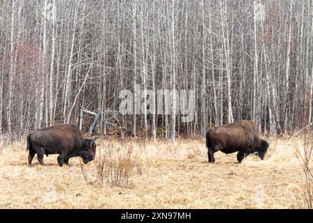 Zwei Flachbisons weiden im Elk Island National Park in Ablerta, Kanada Stockfoto