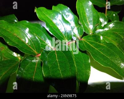 Baum Tutu (Coriaria arborea) Plantae Stockfoto