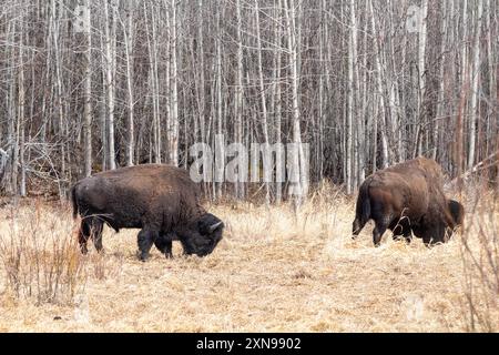 Zwei Flachbisons weiden im Elk Island National Park in Ablerta, Kanada Stockfoto