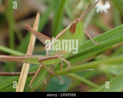 Bewundernswerte Grasshopper (Syrbula admirabilis) Insecta Stockfoto