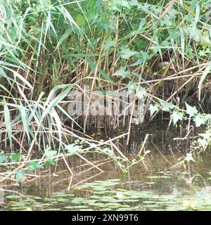 Oriental Reed Warbler (Acrocephalus orientalis) Aves Stockfoto