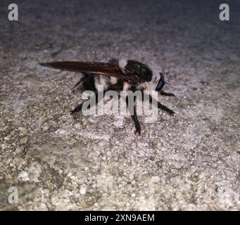 Florida Bienenmörder (Mallophora bomboides) Insecta Stockfoto