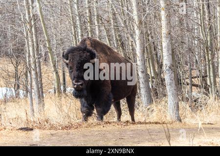 Ein Plains Bison im Elk Island National Park in Ablerta, Kanada Stockfoto