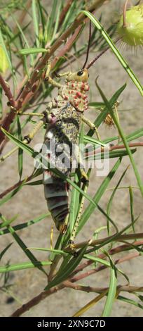 Rotwartmilchweed-Heuschrecke (Phymateus baccatus) Insecta Stockfoto