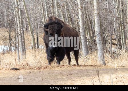 Ein Plains Bison im Elk Island National Park in Ablerta, Kanada Stockfoto