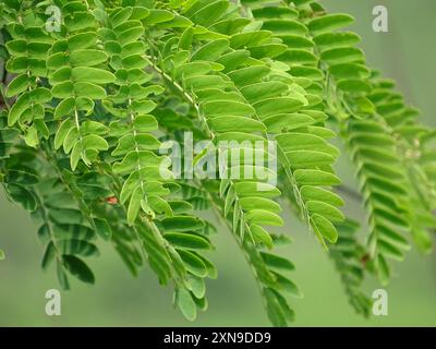 Kalkora Mimosa (Albizia kalkora) Plantae Stockfoto