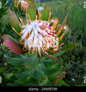 Outeniqua Pincushion (Leucospermum glabrum) Plantae Stockfoto