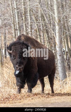 Ein Plains Bison im Elk Island National Park in Ablerta, Kanada Stockfoto