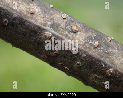 Kalkora Mimosa (Albizia kalkora) Plantae Stockfoto