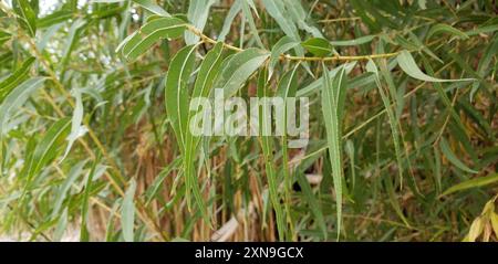 Gooddings Weide (Salix gooddingii) Plantae Stockfoto