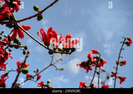 Rote Seidenbaumwollblume   Bombax Ceiba   Shimul ful   Ahmed Opu Stockfoto