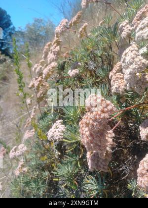 Santa Cruz Island Wildbuchweizen (Eriogonum arborescens) Plantae Stockfoto