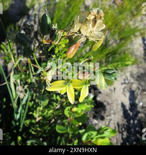 Schleim-Soldat-in-a-Box (Albuca flaccida) Plantae Stockfoto