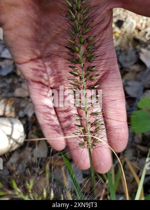 Chinesisches Pennisetum (Cenchrus alopecuroides) Plantae Stockfoto