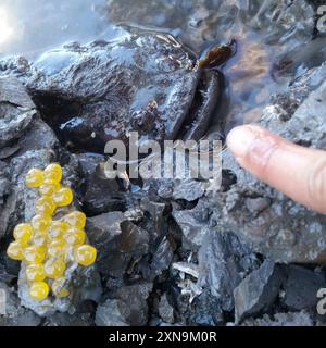 Plainfin Midshipman (Porichthys notatus) Actinopterygii Stockfoto