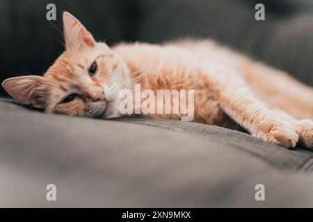 Schöne Ingwerkatze, die in die Kamera blickt, während sie sich drinnen auf dem Sofa entspannt Stockfoto
