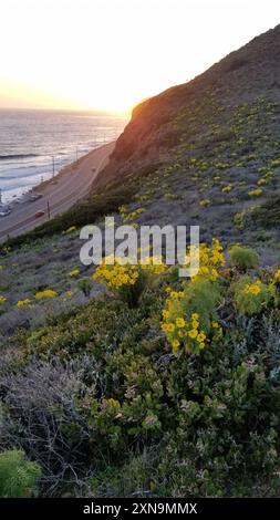 Riesencoreopsis (Leptosyne gigantea) Plantae Stockfoto