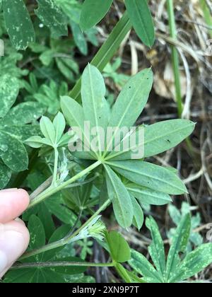 Lupine (Lupinus latifolius) Plantae Stockfoto