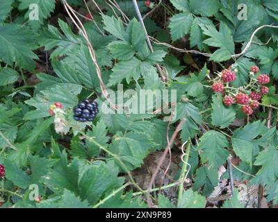 Brombeere (Rubus laciniatus) Plantae Stockfoto