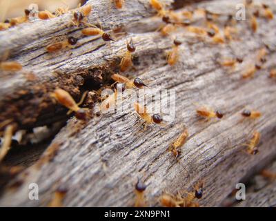 Conehead Termites (Nasutitermes) Insecta Stockfoto