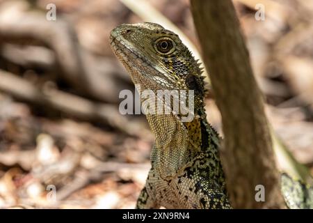 Ein junger australischer Wasserdrache Stockfoto