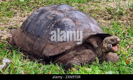 Westliche Santa Cruz Riesenschildkröte (Chelonoidis niger porteri) Reptilia Stockfoto