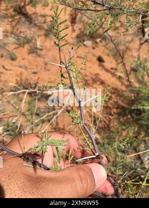 Weißhornakazie (Vachellia constricta) Plantae Stockfoto