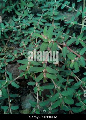 Fleckenspurge (Euphorbia maculata) Plantae Stockfoto