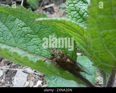 New Forest Cicada (Cicadetta montana) Insecta Stockfoto