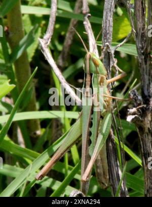 Bewundernswerte Grasshopper (Syrbula admirabilis) Insecta Stockfoto