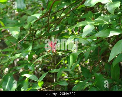 Kalifornische Süßstrauch (Calycanthus occidentalis) Plantae Stockfoto