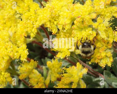 Zweiförmiger Hummelbienenkomplex (Bombus bifarius) Insecta Stockfoto