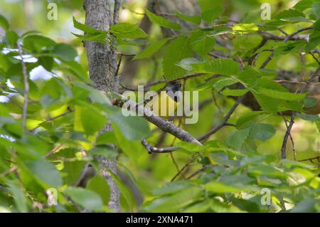 Trauer Warbler (Geothlypis philadelphia) Aves Stockfoto