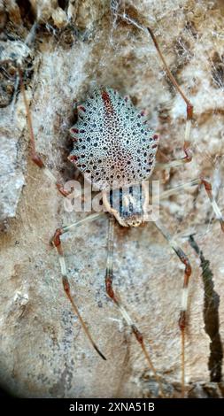 Zierbaumstammspinne (Herennia multipuncta) Arachnida Stockfoto