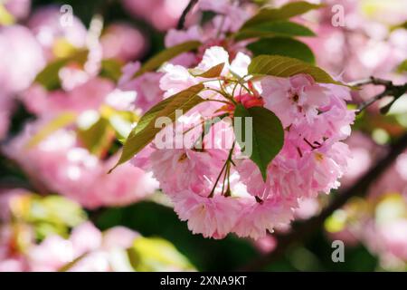 Üppige Blüte des Sakura-Baumes. Rosa blühende Äste. Warmes aprilwetter. Entspannende Ruhe im Frühling Stockfoto