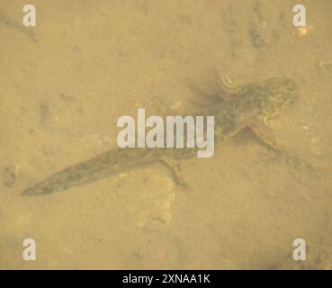 Arizona Tiger Salamander (Ambystoma mavortium nebulosum) Amphibia Stockfoto