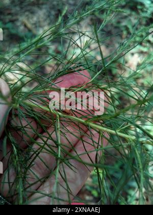 Kielbarer Baumopper (Entylia carinata) Insecta Stockfoto