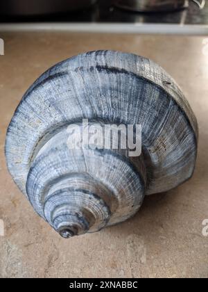 Channeled Whelk (Busycotypus canaliculatus) Mollusca Stockfoto