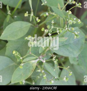 Grassleaf Spurge (Euphorbia graminea) Plantae Stockfoto