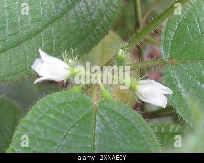 Kosters Fluch (Miconia crenata) Plantae Stockfoto