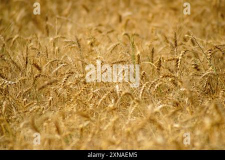 Selektiver Fokus, reife Weizenohren im Ackerbau-Nahaufnahme. Weizenohrtextur. Natürlicher gelber Hintergrund. Agrarkonzept Stockfoto
