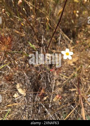 Variable Linanthus (Leptosiphon parviflorus) Plantae Stockfoto